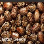 Castor-Oil-Seeds-Traders