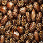 Castor-Oil-Seeds2