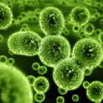 bacteria