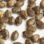 castoroil-seed