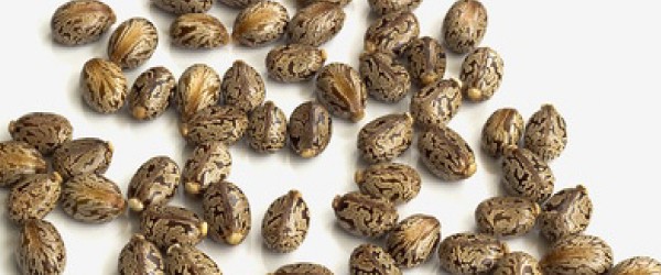 castoroil-seed