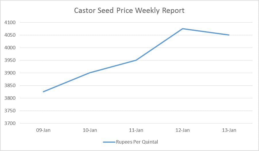 Castor Seed Price Weekly Report: Jan 09 – 13, 2017